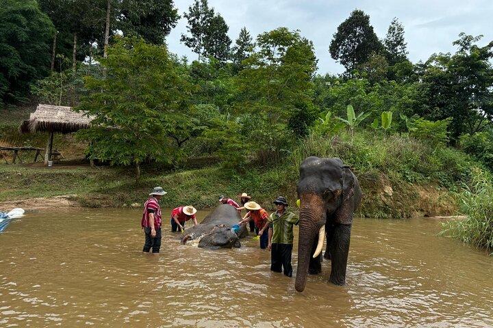 Elephant Care & Bathing Chiang Rai