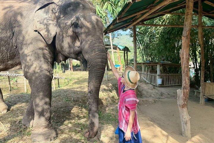 Elephant Care & Bathing Chiang Rai