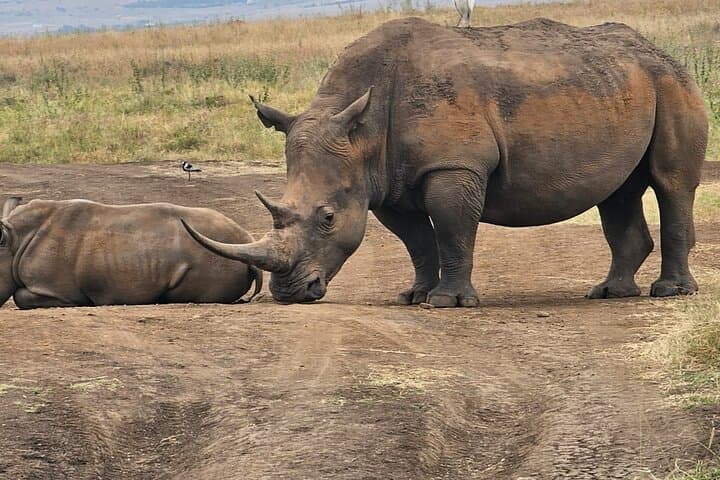 Nairobi National Park Half Day Tour with Jeep with Pickup
