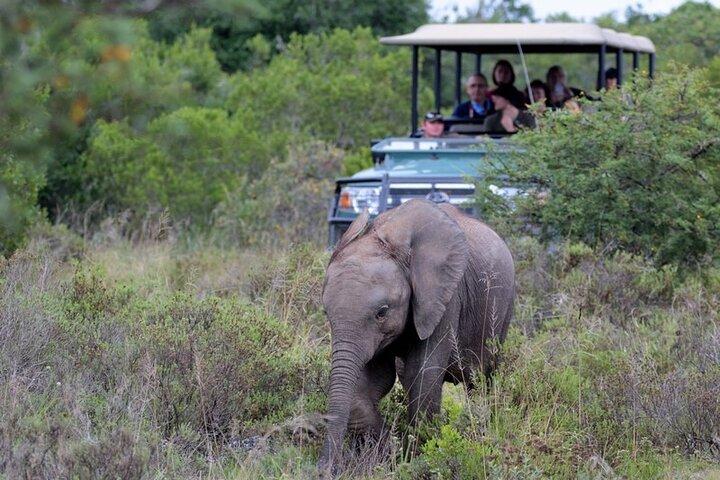 Amakhala Game Reserve Half Day Big 5 Safari Adventure