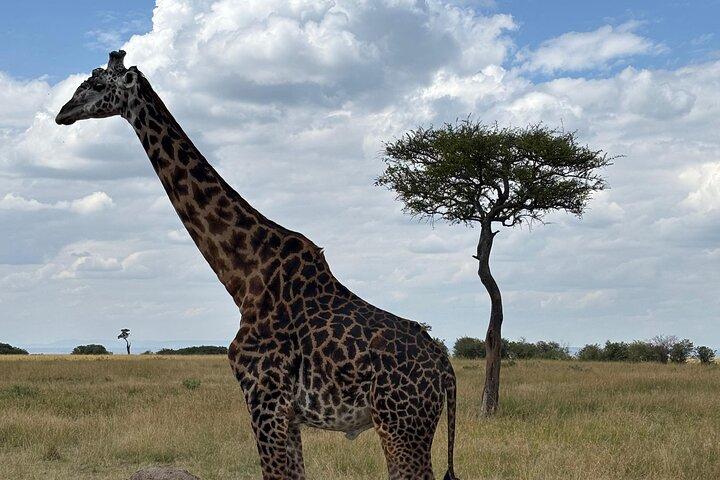 2 Days 1 Night Nakuru National Park Through Naivasha