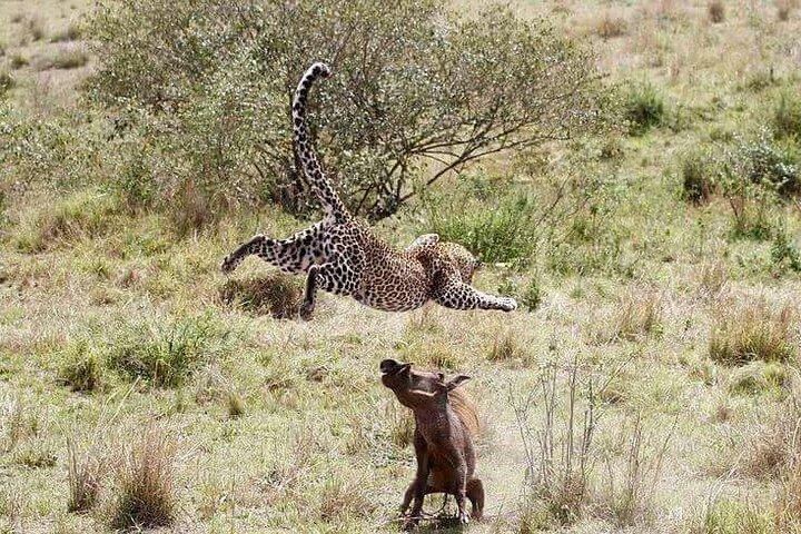 4 Days Wildlife Safari in Amboseli and Tsavo