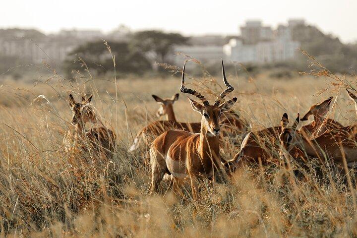 2 Days Safari Adventure to Ol Pejeta Conservancy