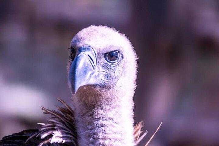 Blyde Boat Cruise & Moholoholo Animal Encounter Tour