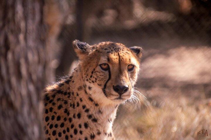 Blyde Boat Cruise & Moholoholo Animal Encounter Tour