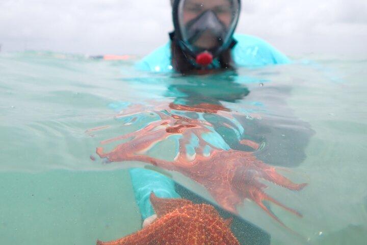 4-Stop Stingray, Snorkel, Star Fish & 7 Mile Beach (Family Owned)