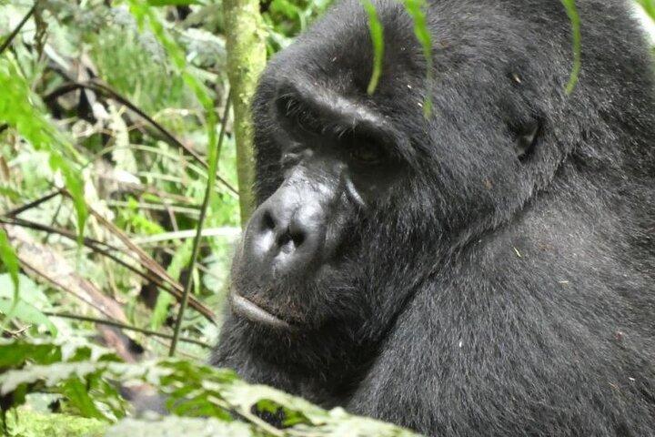 6-Day Gorilla Trekking and Wildlife Tour in Uganda