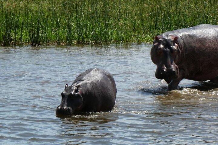 6-Day Gorilla Trekking and Wildlife Tour in Uganda