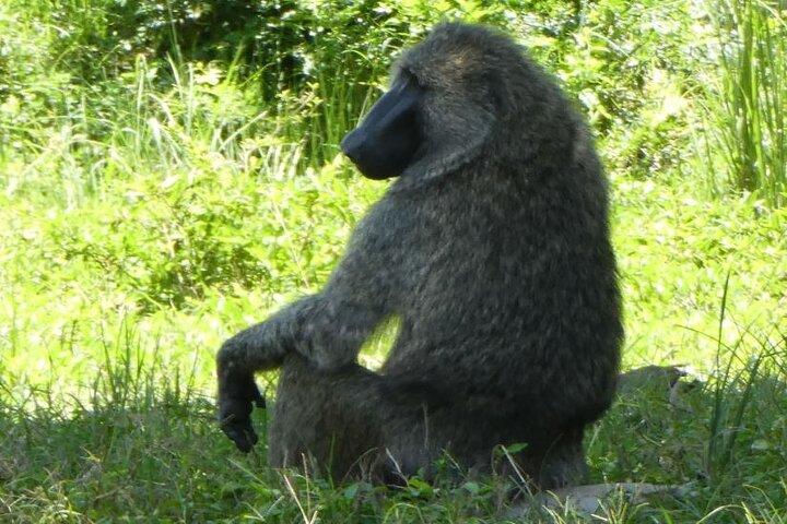 5-Day Gorilla Tour and Chimpanzee Tracking in Uganda