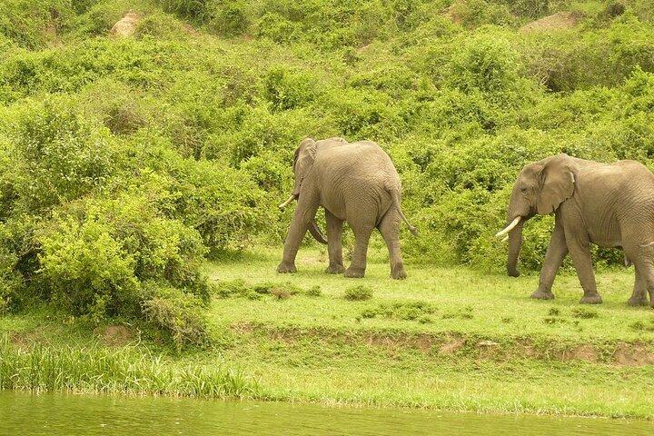 5-Day Gorilla Tour and Chimpanzee Tracking in Uganda