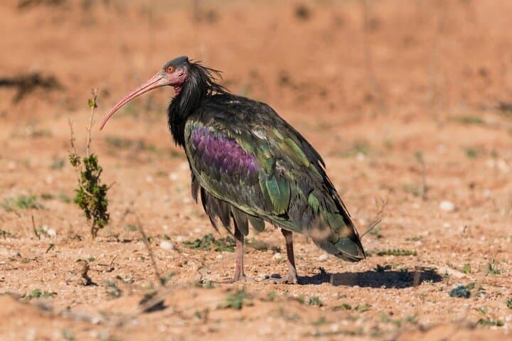 Agadir Souss Massa national park with mini Sahara Half Day Trip