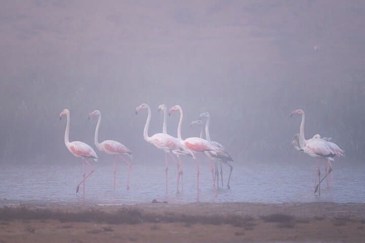 Agadir Souss Massa national park with mini Sahara Half Day Trip