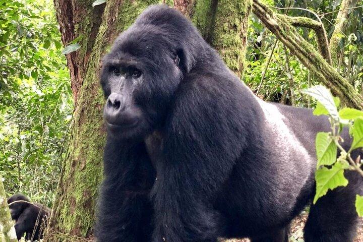 3-Day Tour Package with Gorilla Trekking in Uganda