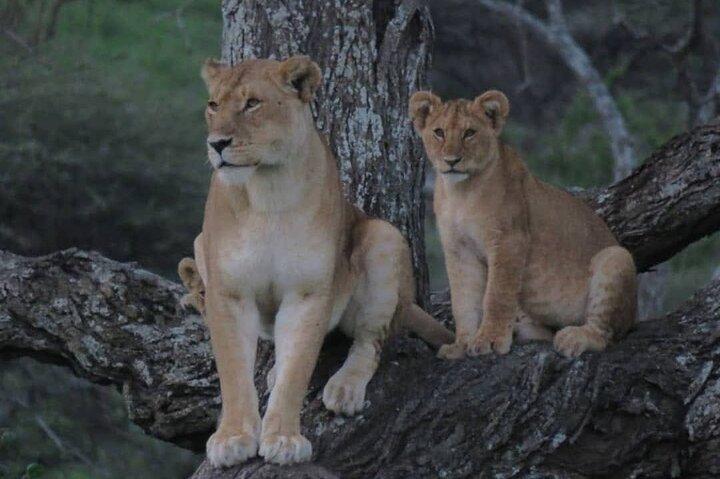 1-Day Ngorongoro Crater Safari from Arusha