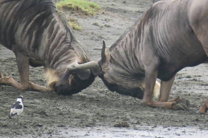 1-Day Ngorongoro Crater Safari from Arusha