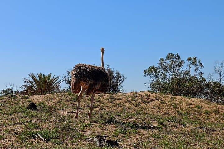 Agadir Souss Massa national park with mini Sahara Half Day Trip