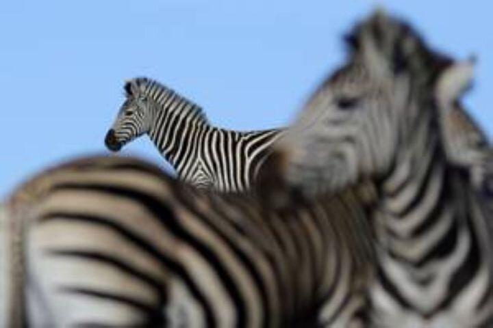 Amakhala Game Reserve Half Day Big 5 Safari Adventure