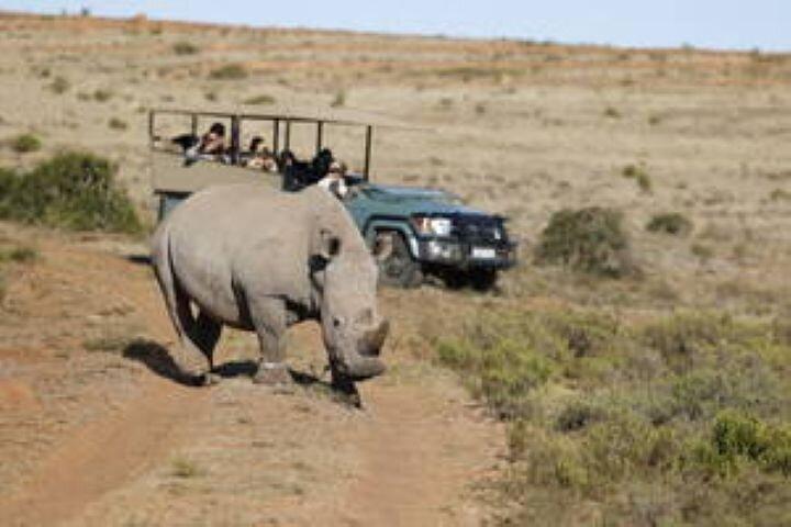 Amakhala Game Reserve Half Day Big 5 Safari Adventure