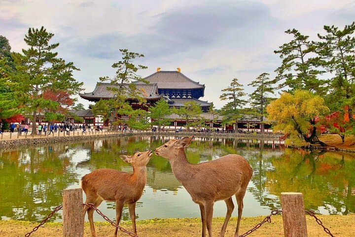Kyoto Day Tour to Arashiyama, Fushimi Inari and Nara Deer Park