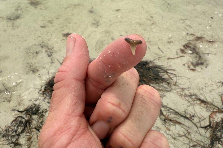 Shelling & Snorkel Kayak Tour - Shell Key - St. Pete