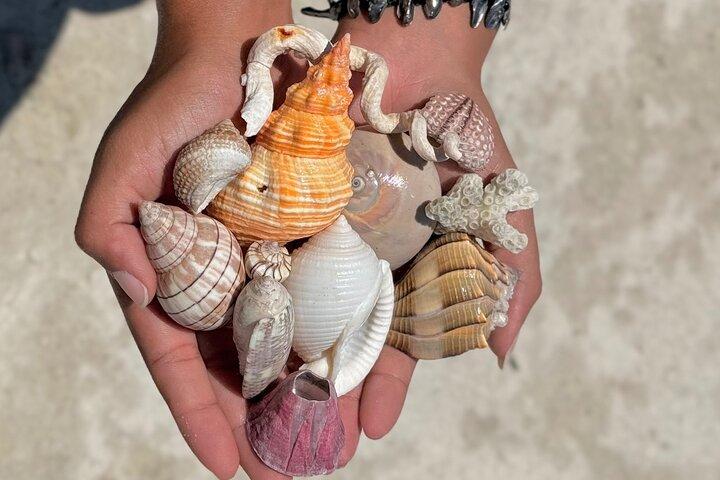 Shelling & Snorkel Kayak Tour - Shell Key - St. Pete