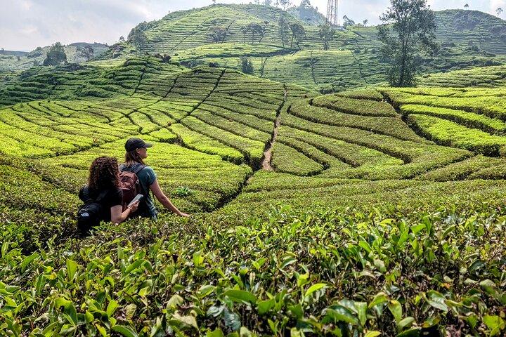 Private Tour: White Crater, Tea Plantation & Rengganis Hot Spring