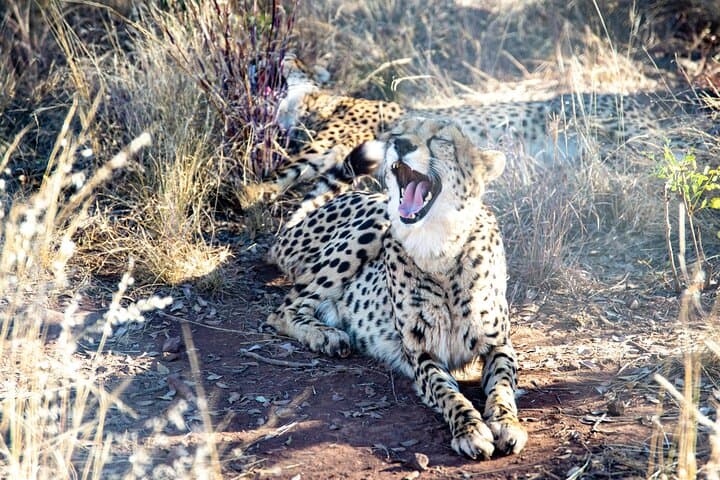 Giraffe house and Cheetahs encounter Tour with Wine tasting