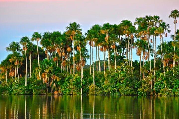 Peruvian Amazon Rainforest of Tambopata for 3 Days 2 Nights