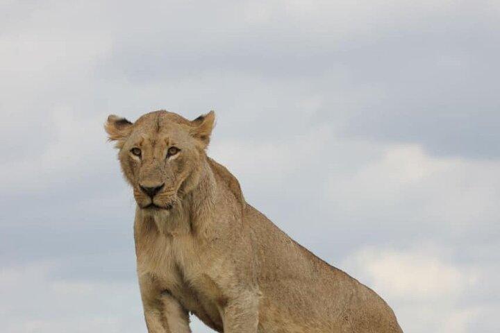 Nairobi National Park Night Game Drive