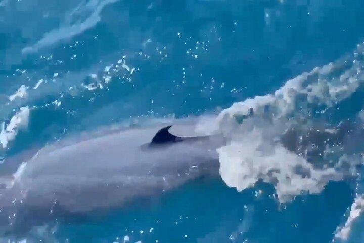 Whale Watching Mirissa Ultimate Tour in Sri Lanka with Breakfast