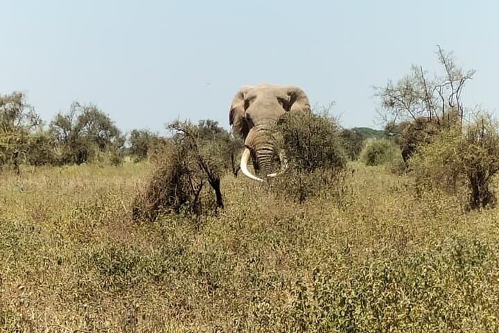 Explore the Maasai Mara and Nairobi City Tour