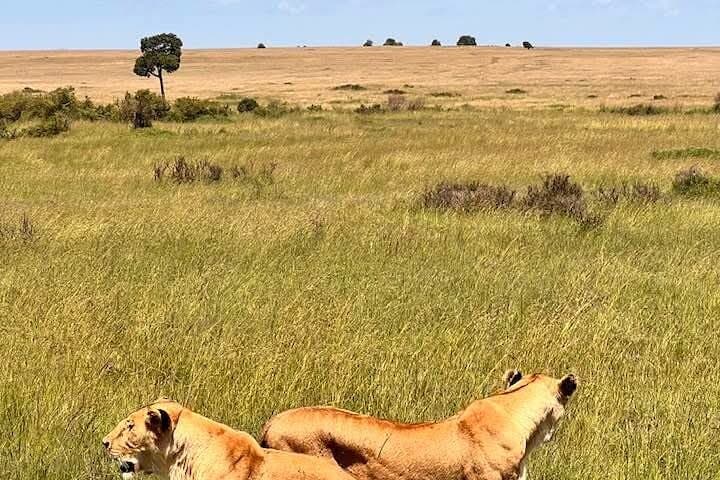 Maasai Mara Day Trip From Nairobi