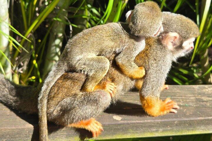 Combo Buggy & Monkeys & Plantation Tour Puerto Plata Adventure