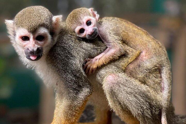 Combo Buggy & Monkeys & Plantation Tour Puerto Plata Adventure