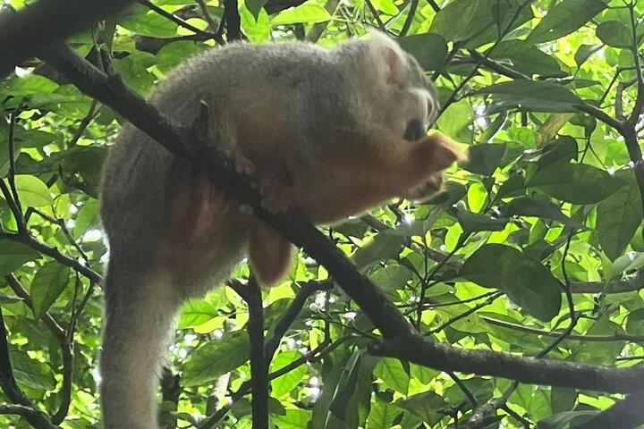 Combo Buggy & Monkeys & Plantation Tour Puerto Plata Adventure