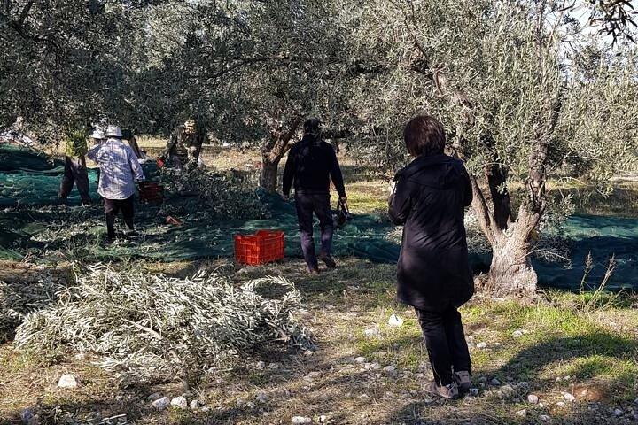 Private Full Day Tour to Nemea Wineries from Attica