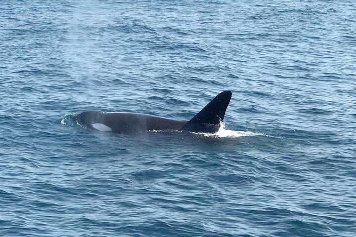Whale Watching Mirissa Ultimate Tour in Sri Lanka with Breakfast