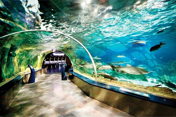 Istanbul Aquarium and Shopping Tour with Hotel Transfers