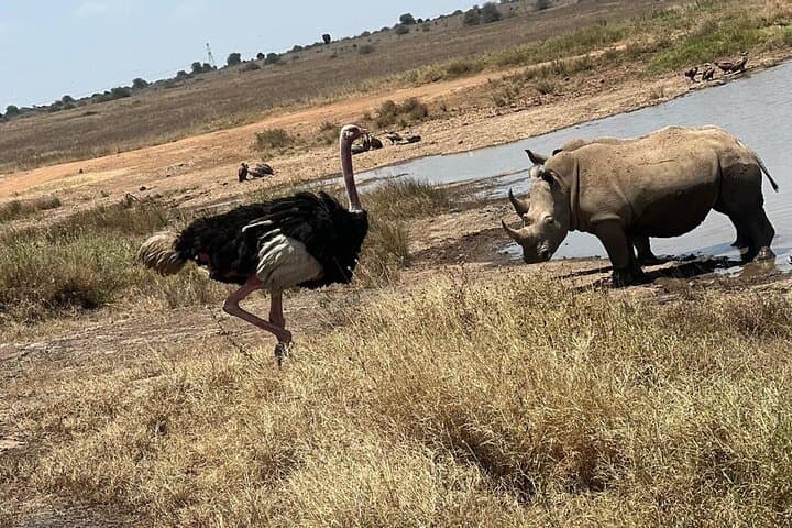 Nairobi National Park Safari (Half-Day) – Lions & Hotel Pickup