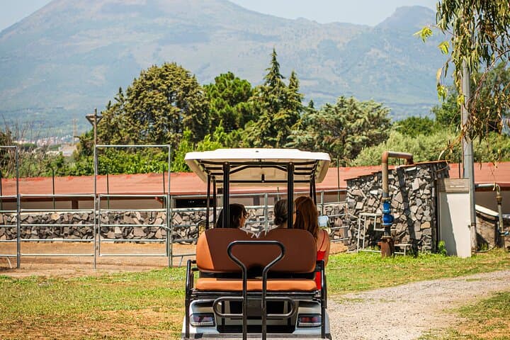 Private Pompeii Tour with Organic Wine Tasting & Lunch