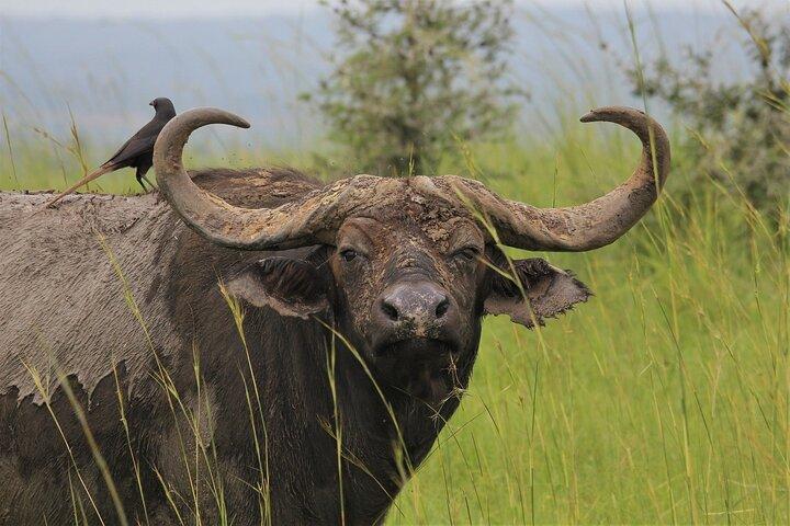 5 Days Amboseli and Tsavo East Kenya Safari from Nairobi