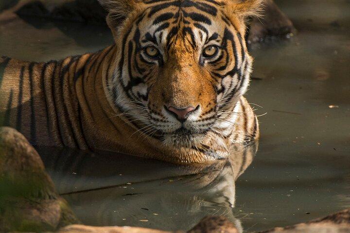 Tiger Safari in Ranthambore national park | Canter Options