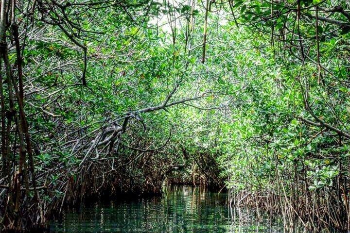 Shared Speedboat and Snorkeling Adventure in Cancun