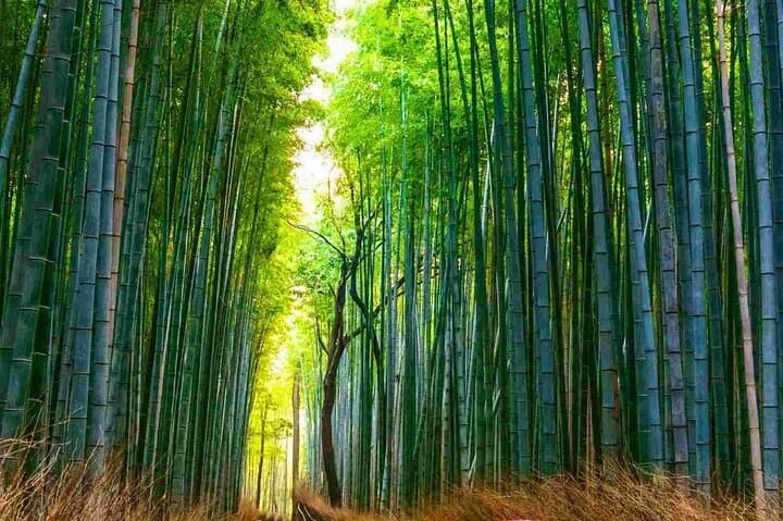 Nara Deer Park, Fushimi Inari & Arashiyama Bamboo Forest Day Tour