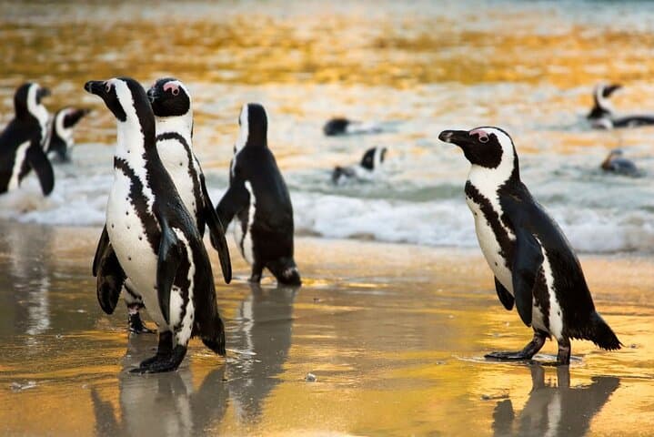 Half Day Tour to Boulders Beach Penguin and Cape