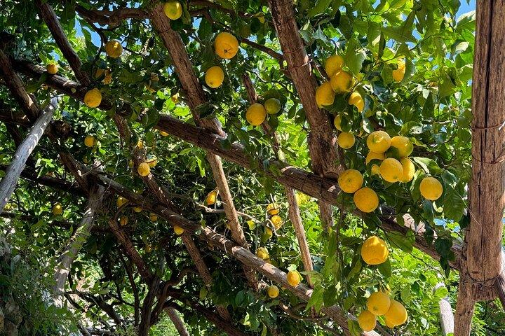 Amalfi: Organic Lemon Tour + Limoncello + Honey + Wine Tastings