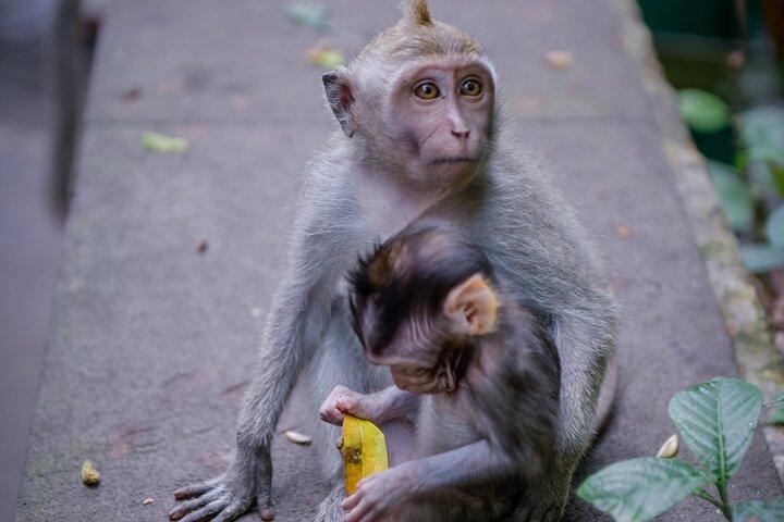 Bali Ubud Tour Monkey Forest, Waterfall, Temple & Rice Terrace