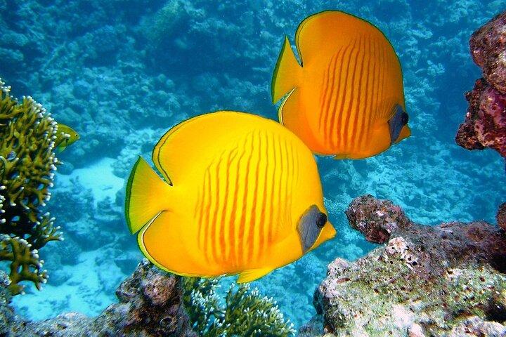 Sharm El Sheikh Jeep Safari to Blue Hole & Dahab Canyon Adventure