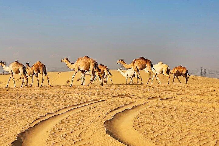 Dubai Desert Safari and Quad Bike Ride with Buffet Dinner