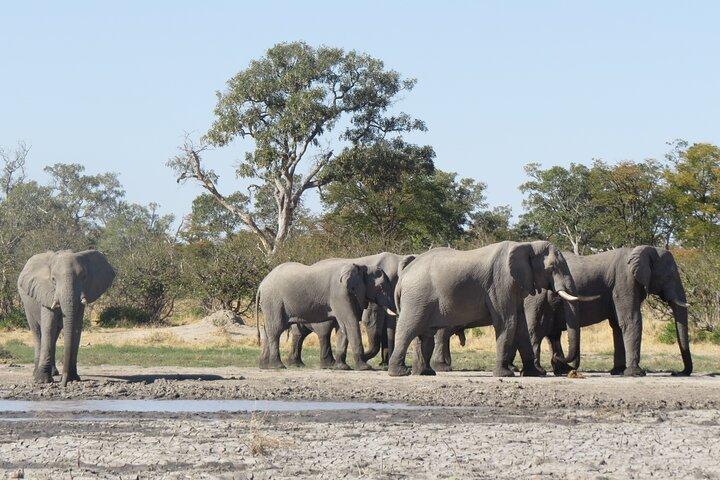 Full Day Hwange National Park Safari from Victoria Falls